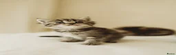 Persian cats for sale: 3 half Persian kittens - Advert 2