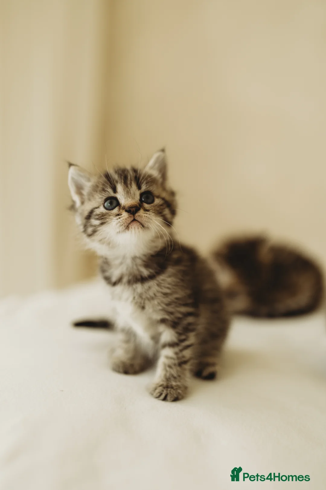 Persian cats for sale: 3 half Persian kittens - Advert 2