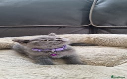 British Shorthair cats for sale: 3 BEAUTIFUL BSH KITTENS FOR SALE 2 Blue 1 Lilac - Image 6