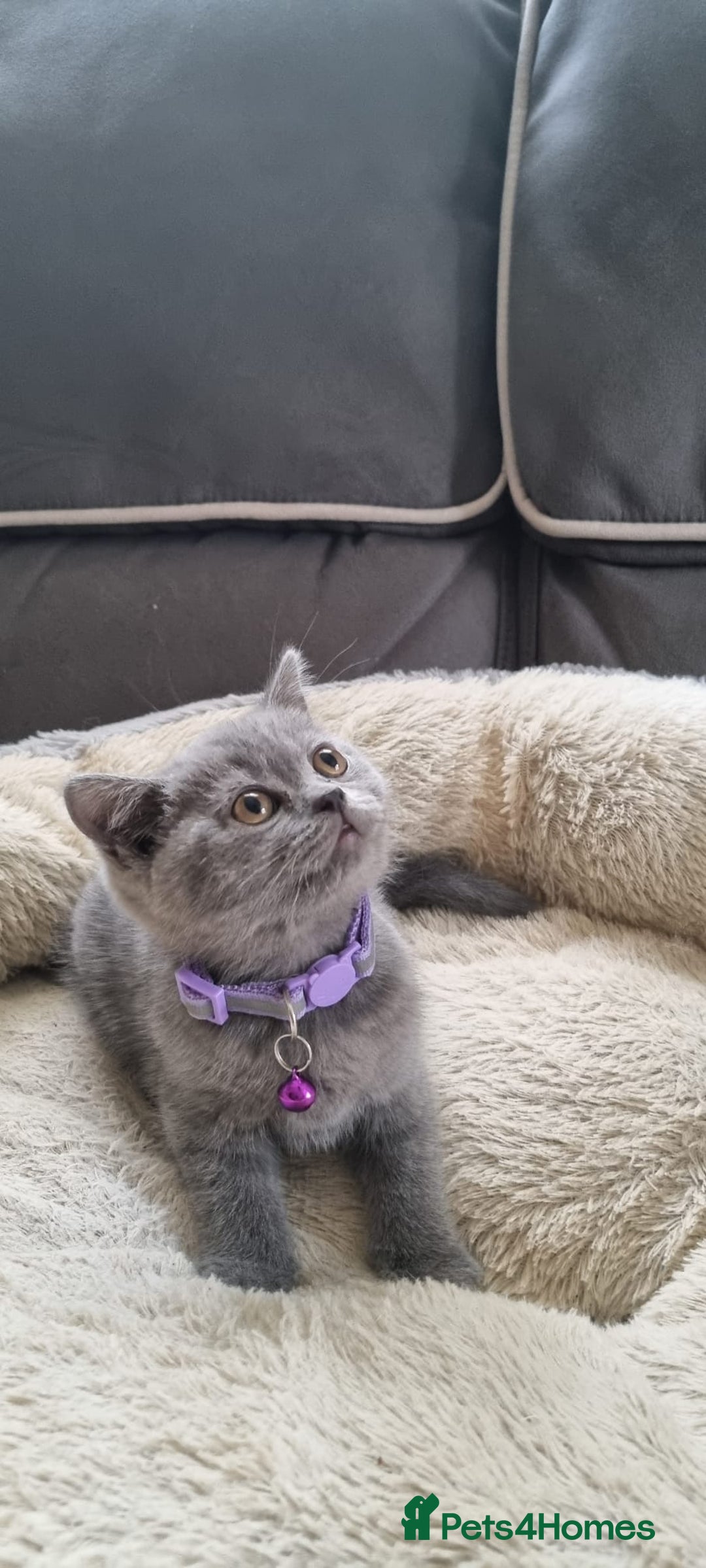 British Shorthair cats for sale: 3 BEAUTIFUL BSH KITTENS FOR SALE 2 Blue 1 Lilac - Image 6