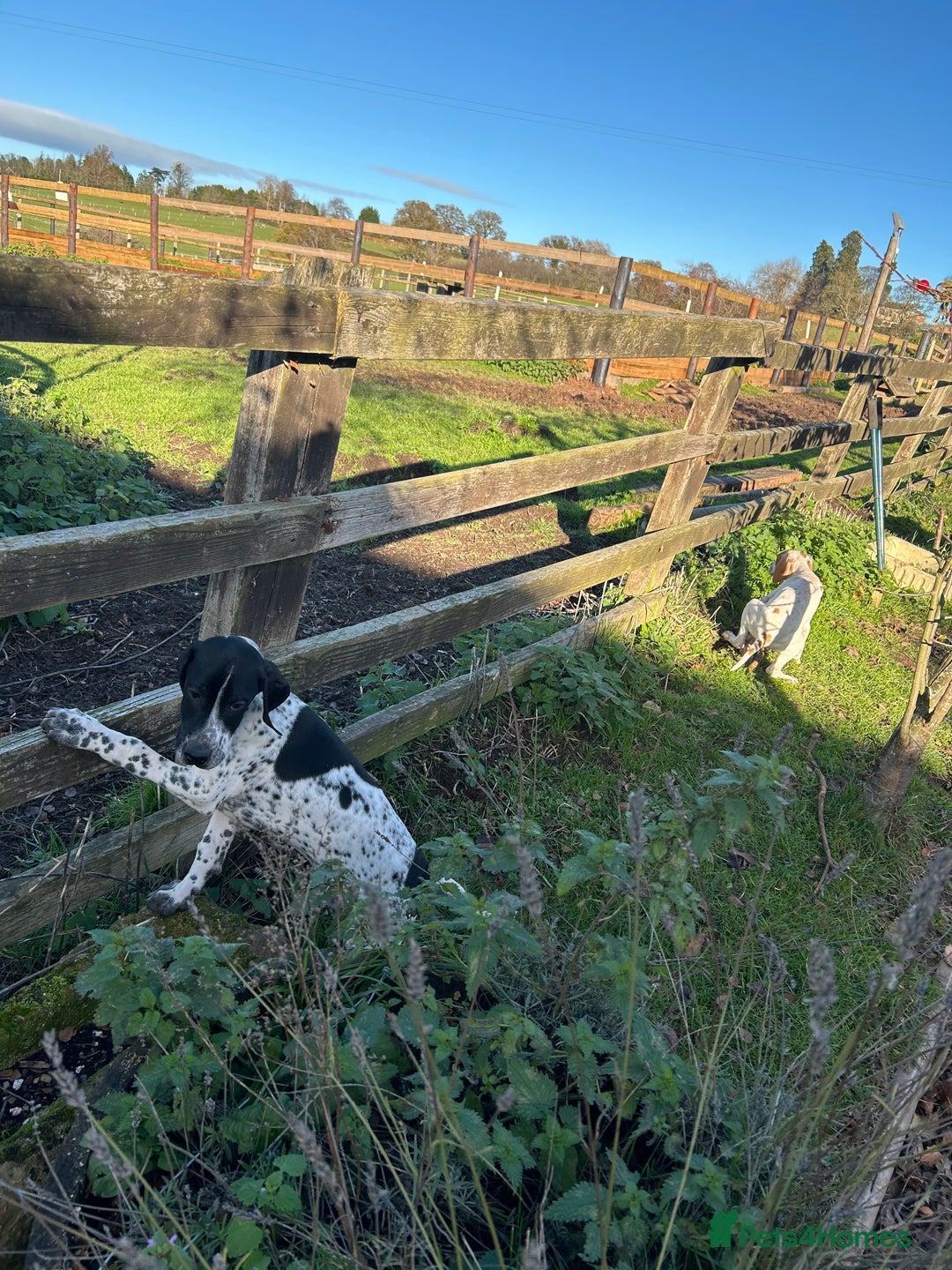 Pointer dogs for sale:  Black bitch available. - Advert 6