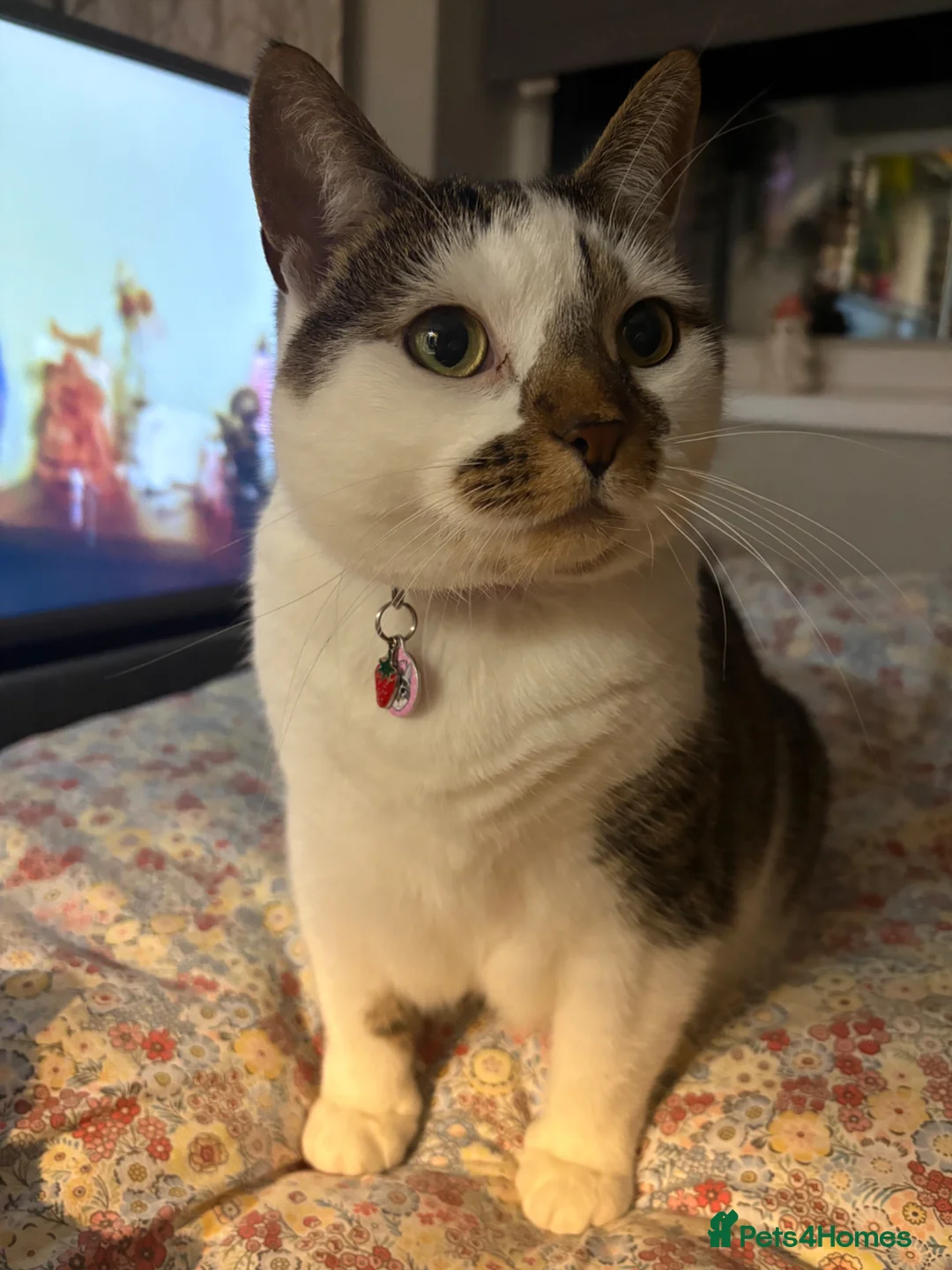 Mixed Breed cats for sale: Strawberry is looking for her forever home - Advert 8