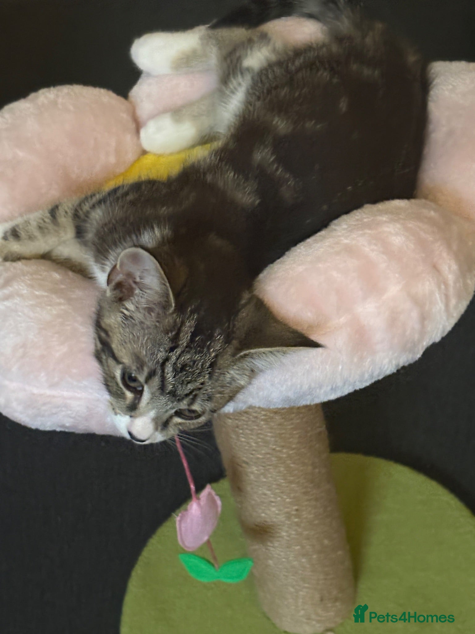 Mixed Breed cats Tuxedo x tabby - Advert 2