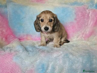 Miniature Dachshund dogs long haired shaded cream mini girls - Advert 11