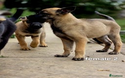 Mixed Breed dogs for sale: Stunning Shepsky Pups! - Image 12