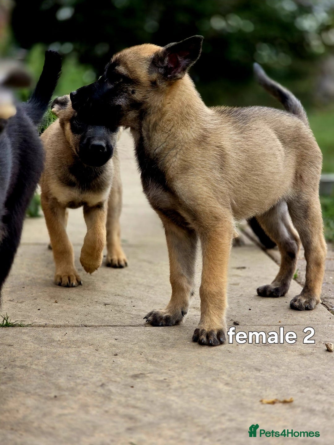 Mixed Breed dogs for sale: Stunning Shepsky Pups! - Image 12