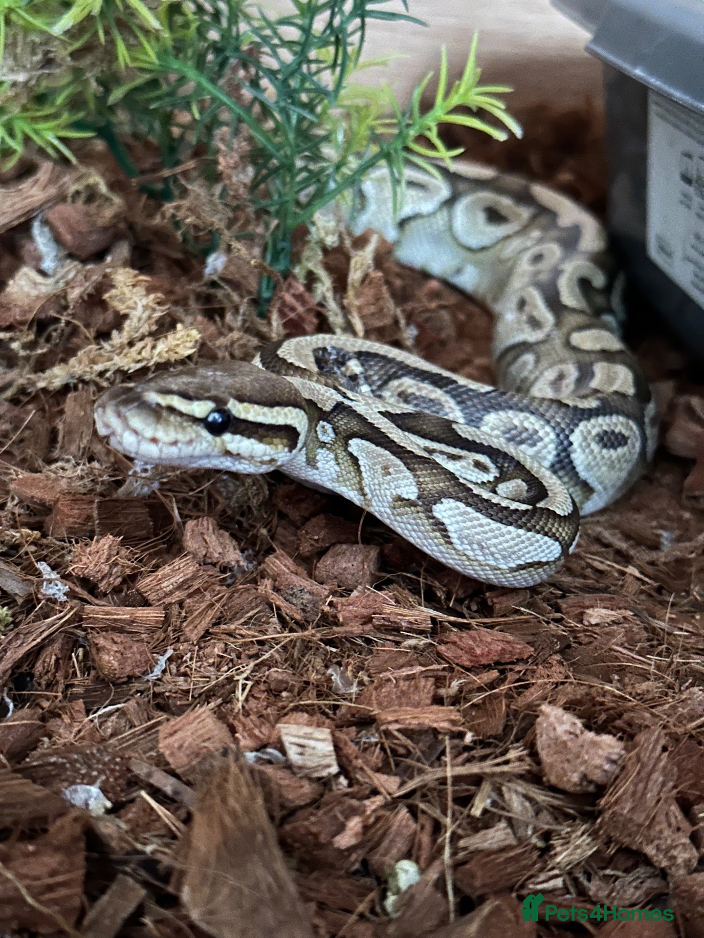 Python Snake reptiles Royal python and set up  - Advert 1