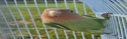Lovebirds birds for sale: Baby love bird with cage [peaches] in Tonbridge - Advert 3