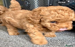 Yorkiepoo dogs for sale: Tiny adorable yorkiepoo puppies - Image 1