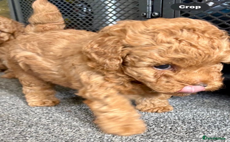 Yorkiepoo dogs - Advert 4