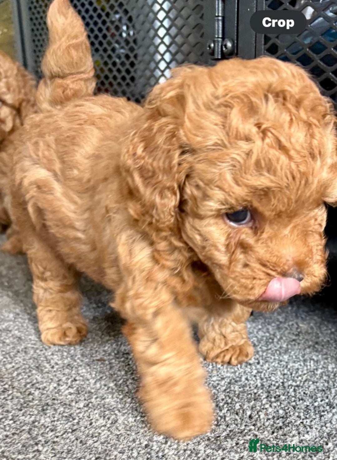 Yorkiepoo dogs for sale: Tiny adorable yorkiepoo puppies - Image 1