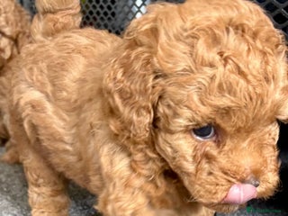 Yorkiepoo dogs - Advert 12