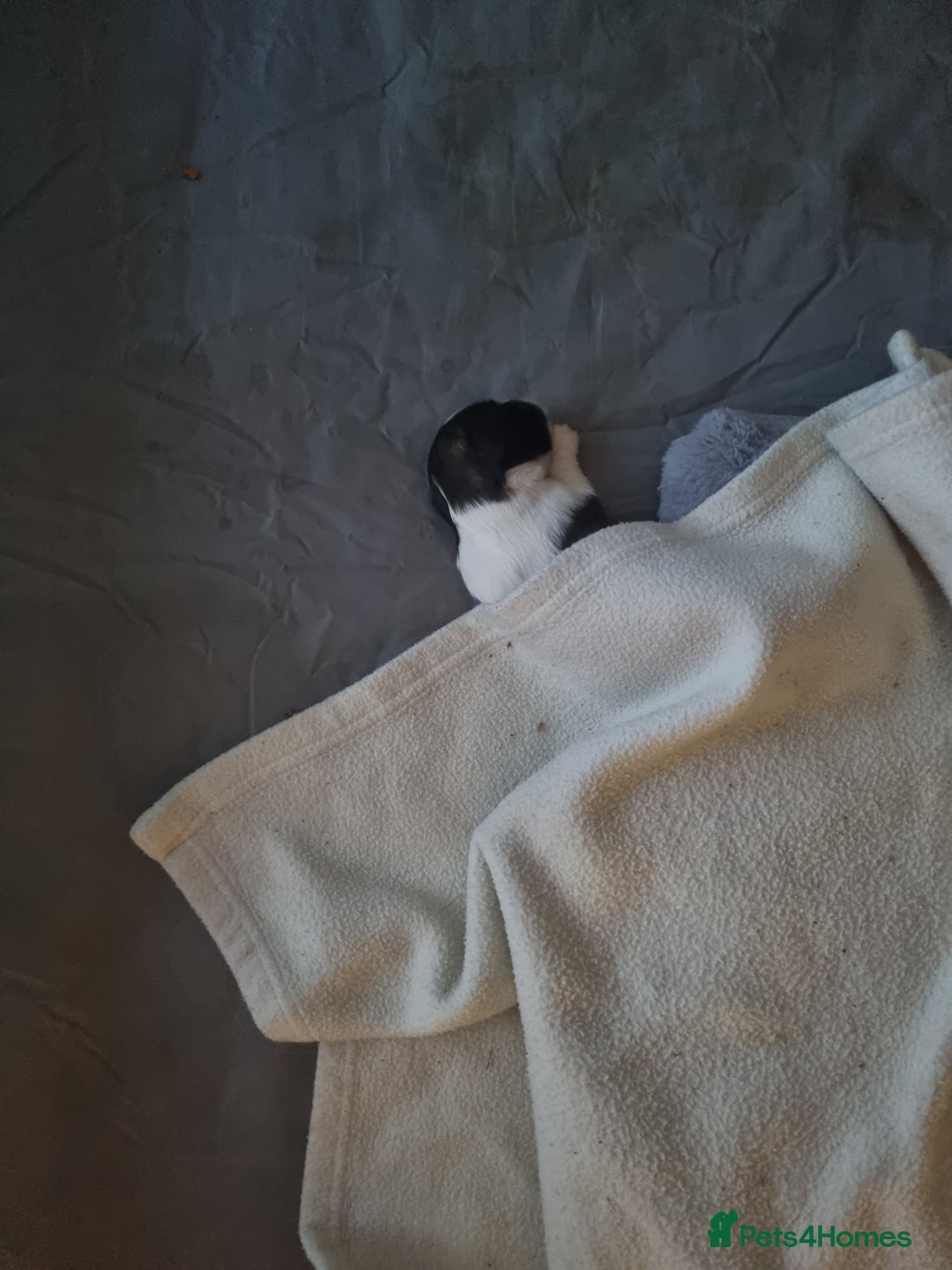 Shih Tzu dogs for sale: Shih tzu pups - Advert 8