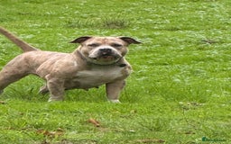 American Bully dogs for sale: Pocket bully puppies ready soon  - Image 5