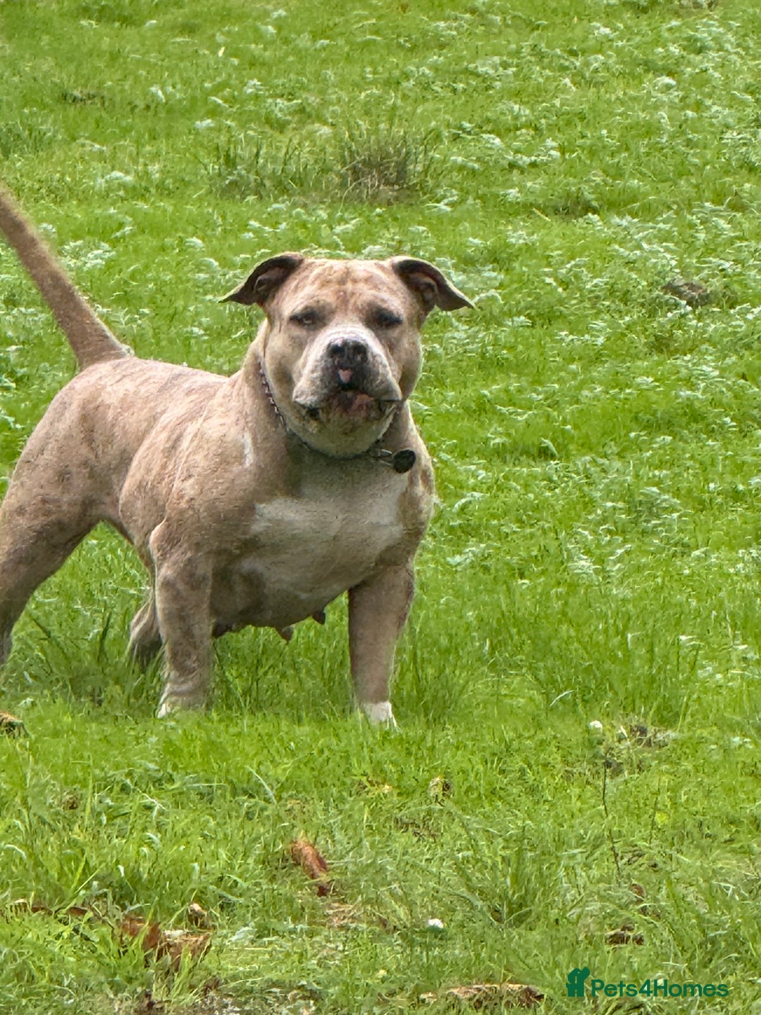 American Bully dogs for sale: Pocket bully puppies ready soon  - Image 5