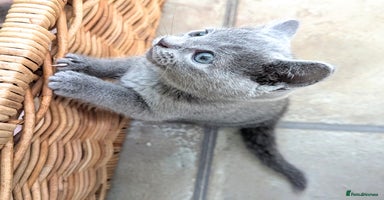 Russian Blue cats TICA Registered kittens  - Advert 7
