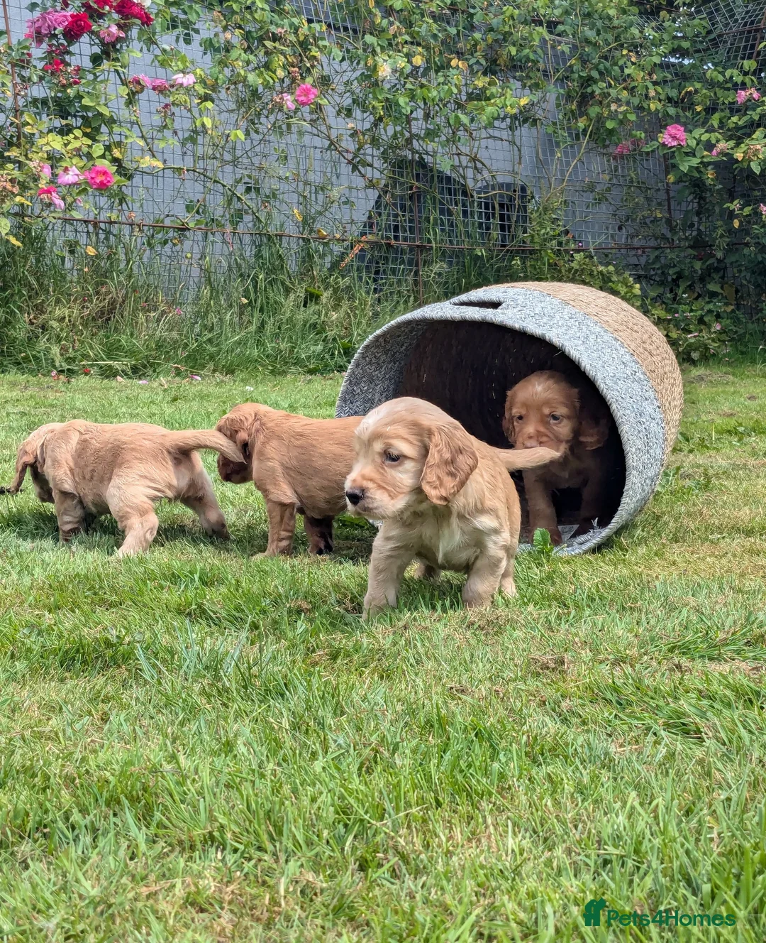 Cocker Spaniel dogs for stud: Sweet natured & handsome cocker stud dog in Bristol - Advert 21