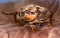 Dachshund dogs for sale: KC one little girl left STANDARD dachshund puppy  - Image 4