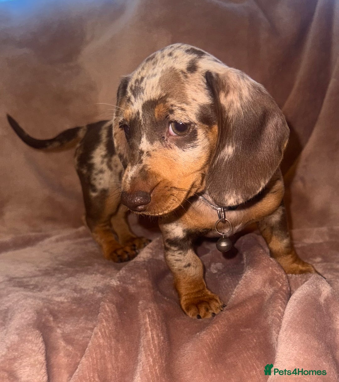Dachshund dogs for sale: KC one little girl left STANDARD dachshund puppy  - Image 4