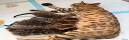Bengal cats for sale: ✨ Pedigree Rosetted Bengal Kittens - Ready Soon✨ - Advert 22