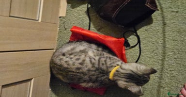 British Shorthair cats - Advert 12