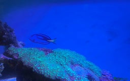 Other/Mixed Breed fish for sale: Large Marine Fish - King ANGEL & Regal Tang - Advert 5