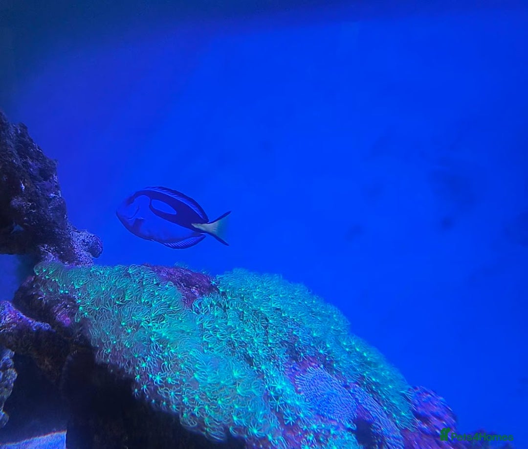 Other/Mixed Breed fish for sale: Large Marine Fish - King ANGEL & Regal Tang - Advert 5