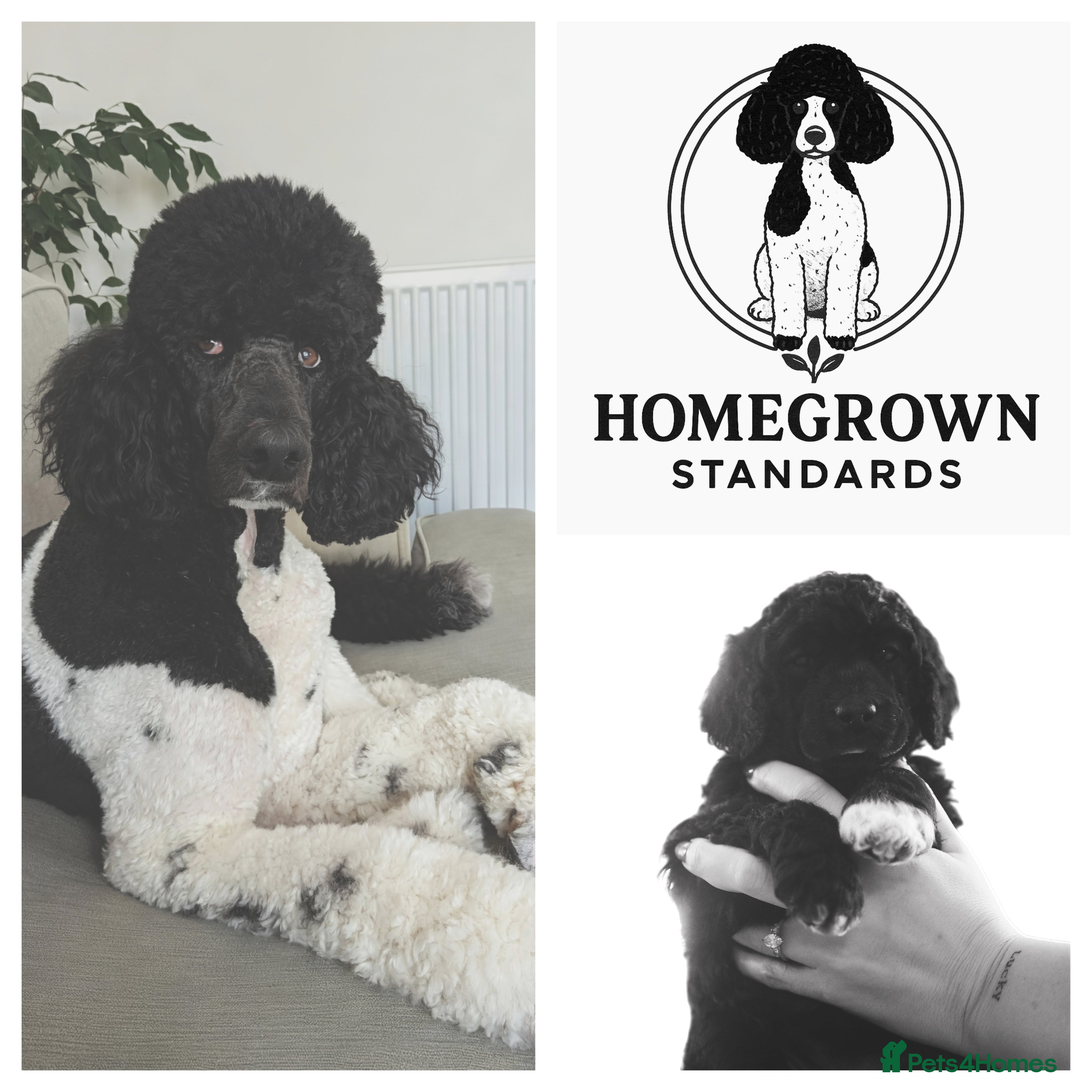 Standard Poodle dogs Ready 21st Jan, last 2 Standard Poodle Puppies - Advert 12