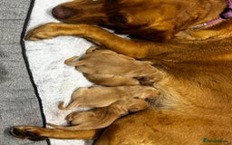Labrador Retriever dogs for sale: Gorgeous fox red Labrador retriever for sale  - Image 3