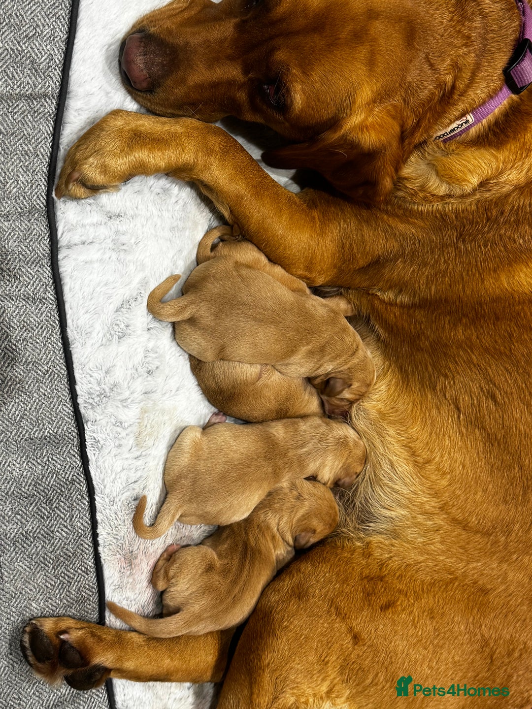 Labrador Retriever dogs for sale: Gorgeous fox red Labrador retriever for sale  - Image 3