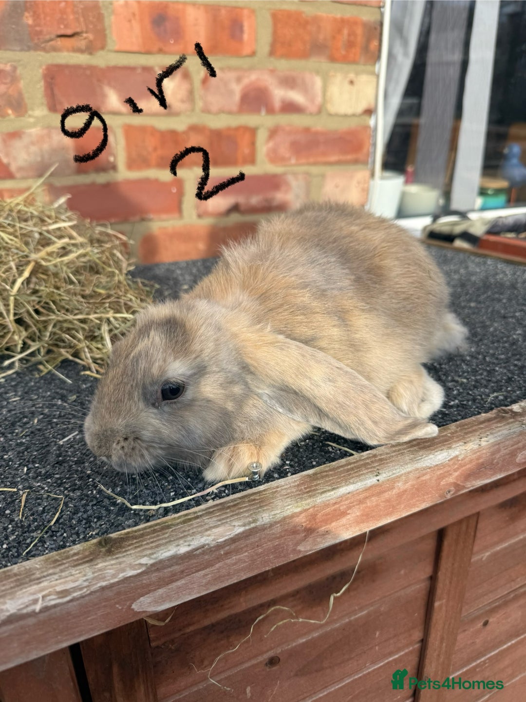 Mixed Breed rabbits for sale: Mixed breeds rabbits 8-12 weeks old  - Image 8