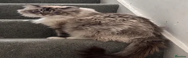 Pandora