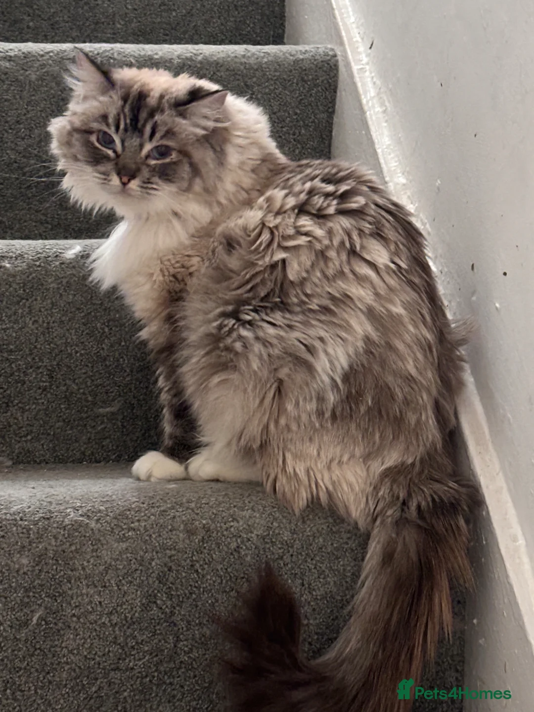 Ragdoll cats for sale: 2 dual registered queens - Advert 4