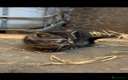 Mixed Breed cats for sale: Beautiful Kitten and Mum - Advert 2