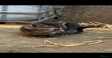 Mixed Breed cats Beautiful Kitten and Mum - Advert 13