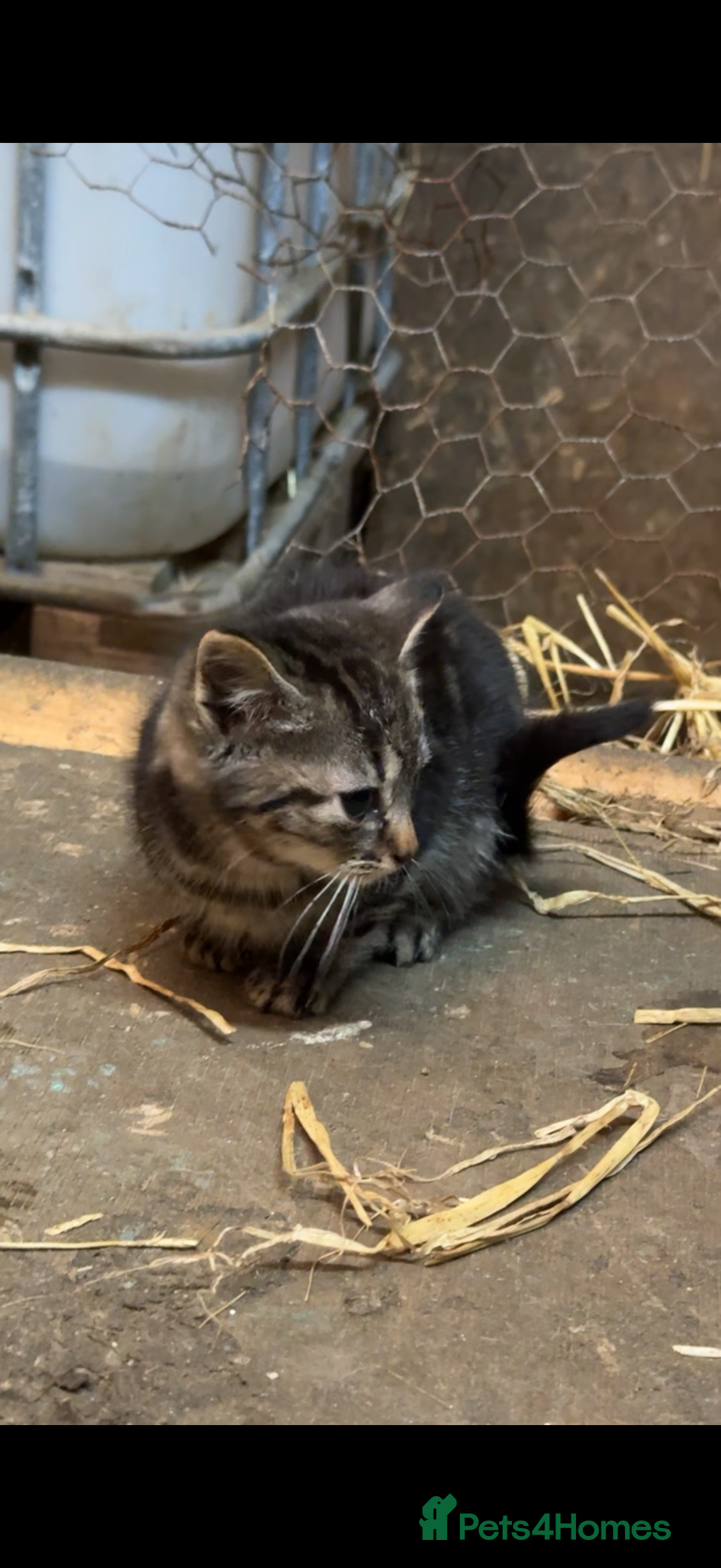 Mixed Breed cats for sale: Beautiful Kitten and Mum - Advert 2