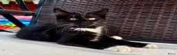 Mixed Breed cats for sale: Beautiful kittens are looking for their new family - Advert 9