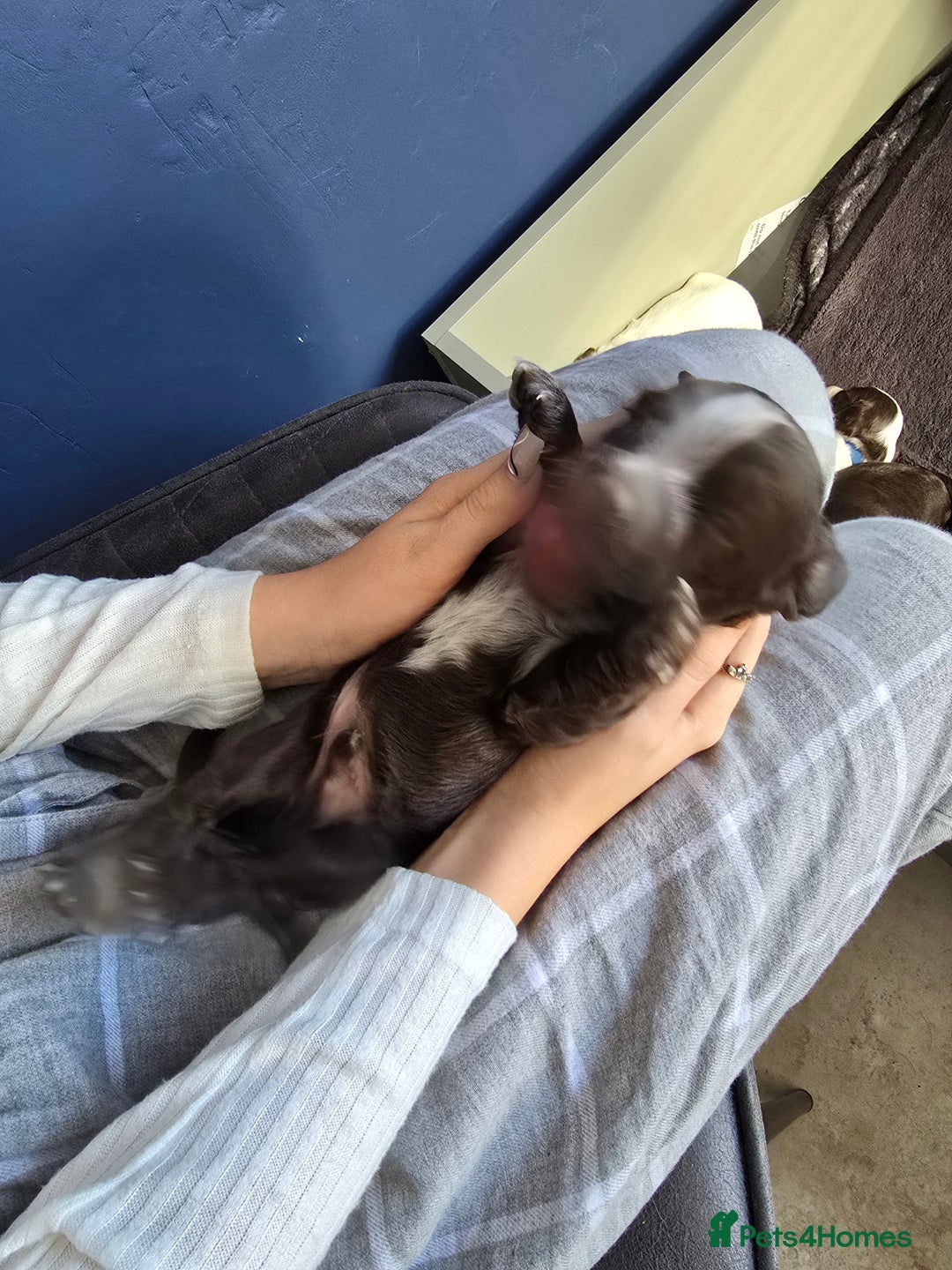 Cocker Spaniel dogs for sale: Cocker spaniel puppies  - Image 18