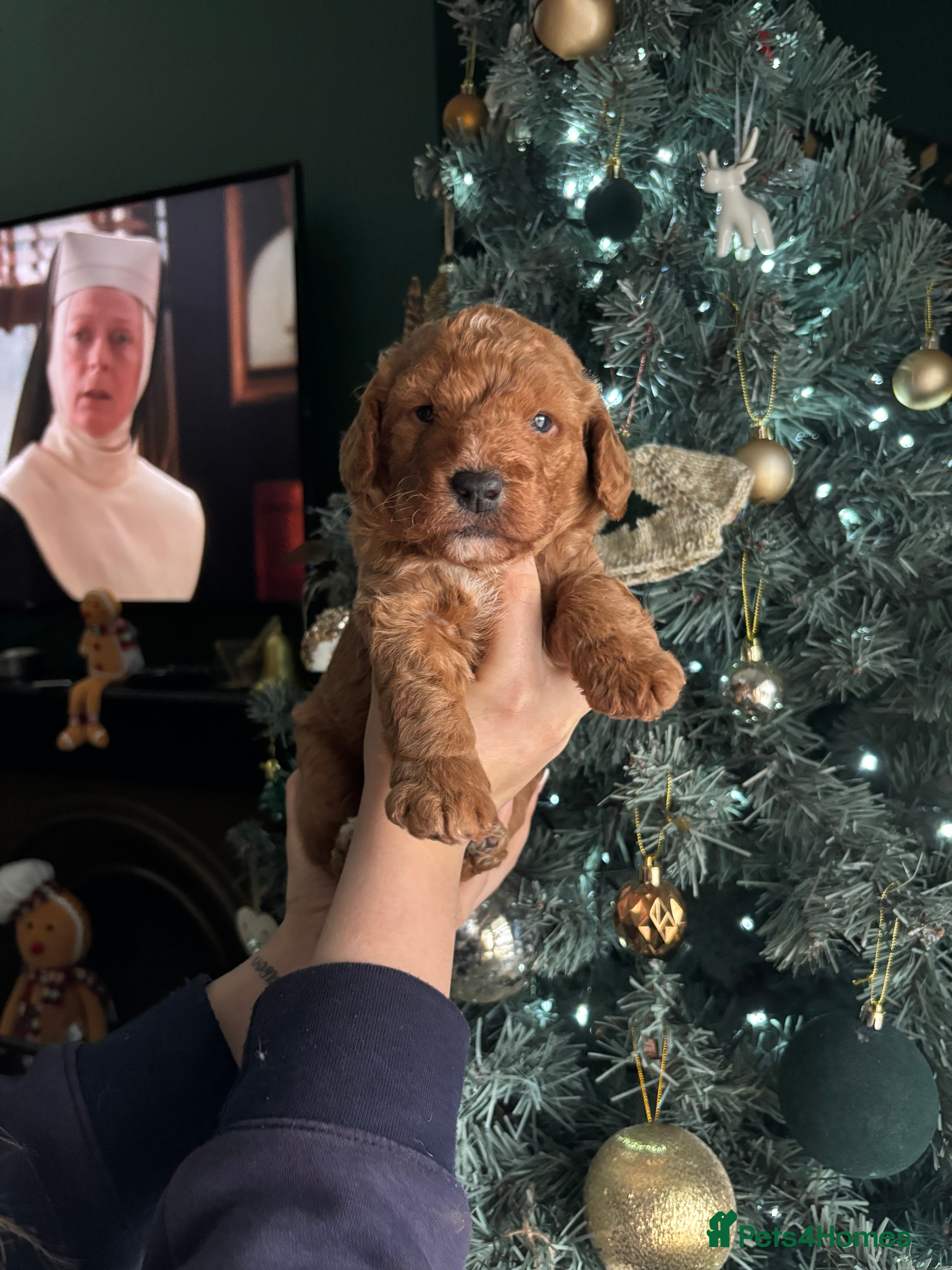Labradoodle dogs Beautiful Singleton Labradoodle Boy - Advert 9