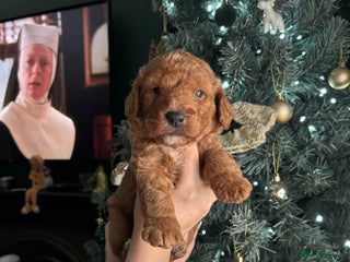 Labradoodle dogs Beautiful Singleton Labradoodle Boy - Advert 9