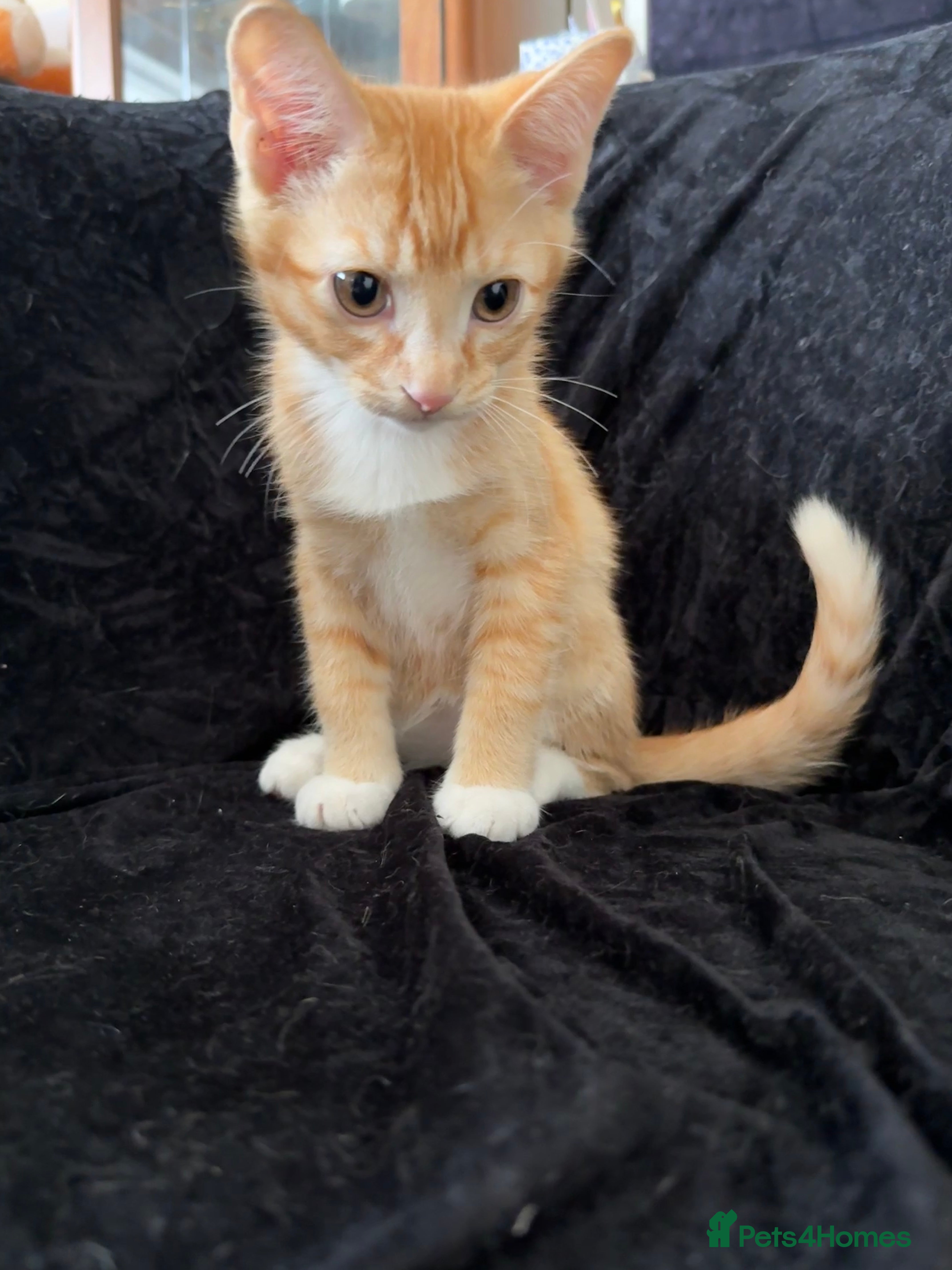 Domestic Shorthair Kitten 4