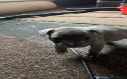 Mixed Breed dogs for sale: French bulldog x staffy - Image 10