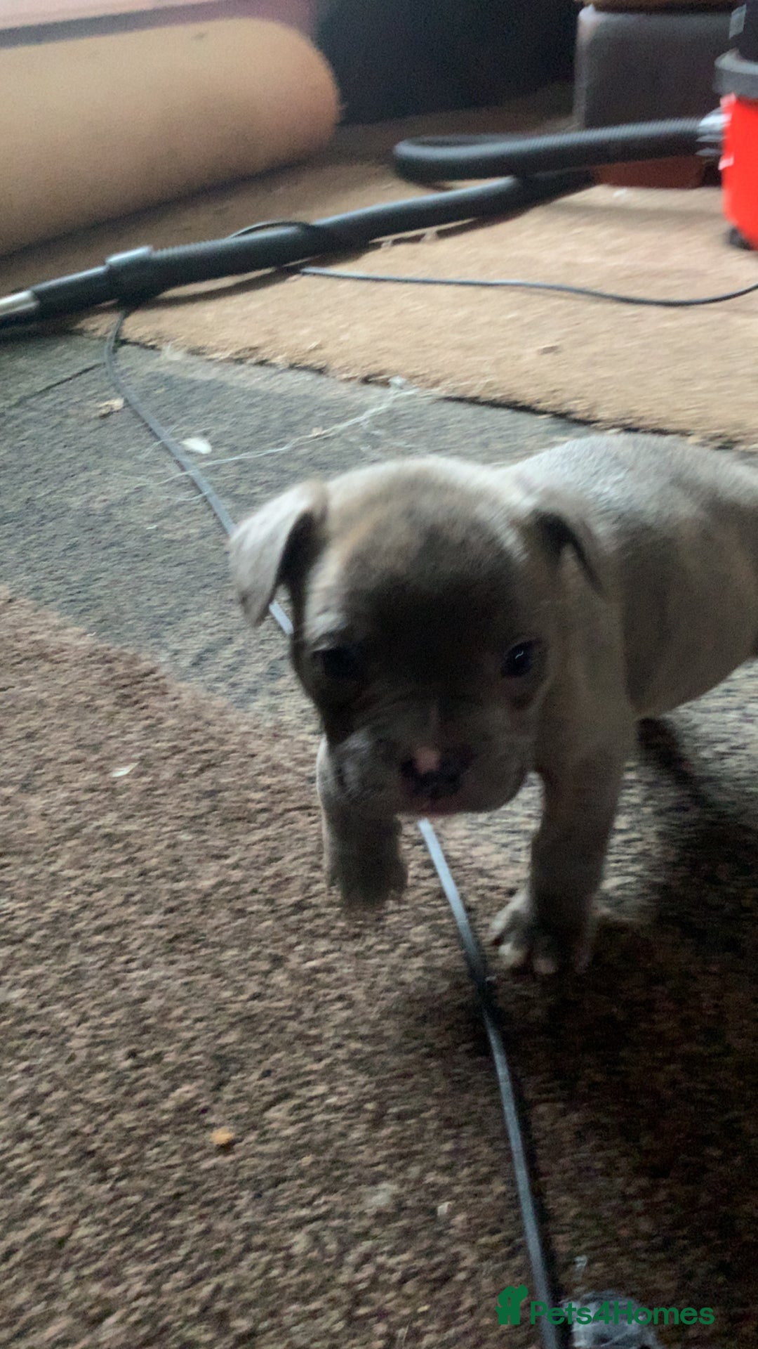 Mixed Breed dogs for sale: French bulldog x staffy - Image 10