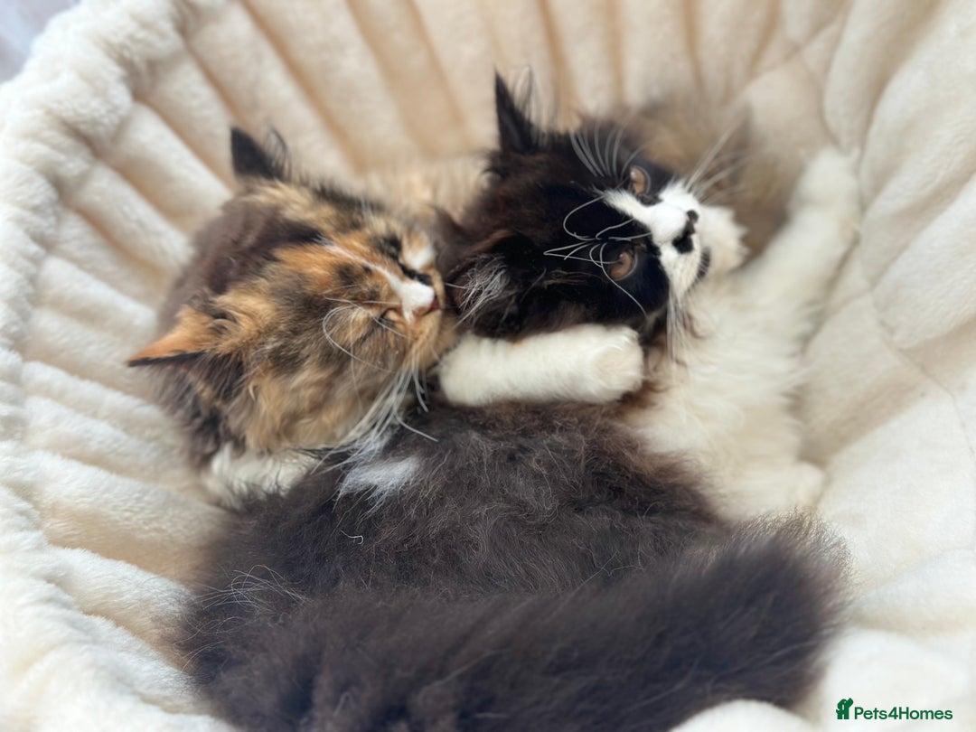 British Longhair cats for sale: Champion line PEDIGREE BLH/BSH kittens 🩵🩷💙 - Image 11