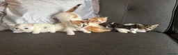 Perdoll cats for sale: Persian x Ragdoll kitten  - Advert 2
