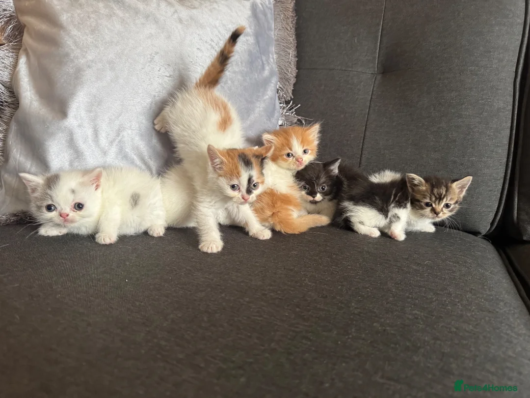 Perdoll cats for sale: Persian x Ragdoll kitten  - Advert 2