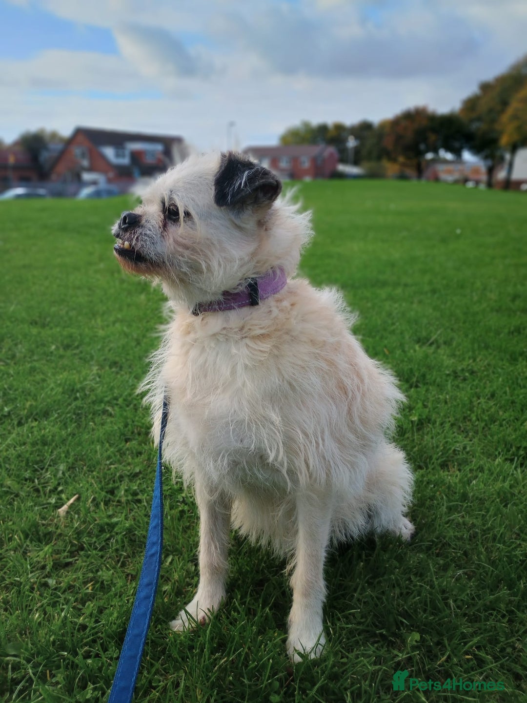Chinese Crested dogs for adoption: Praying for a  **  miracle. Chinese created cross - Advert 1