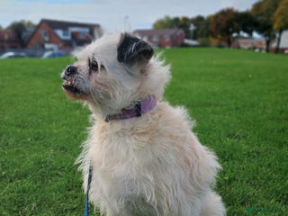 Chinese Crested dogs Praying for a Xmas miracle. Chinese created cross - Advert 6