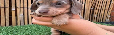 Miniature Dachshund 4