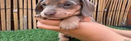 Miniature Dachshund dogs for sale: ADORABLE MINIATURE DACHSHUNDS PUPPIES FOR SALE in Crawley - Advert 5